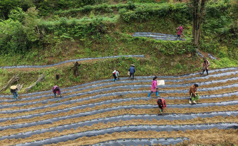 1、岑鞏縣客樓鎮豐壩村辣椒種植基地，村民在移栽辣椒苗。（沈啟照  攝）_副本.jpg