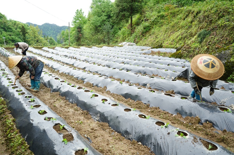 6、村民在移栽辣椒苗。（周燕  攝）.JPG