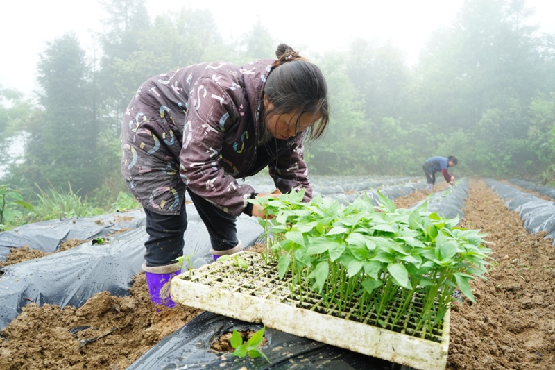 8、村民在移栽辣椒苗。（周燕 攝）.JPG
