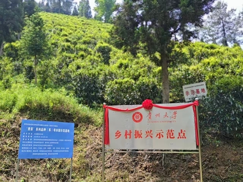 贵州大学牛素贞团队赋能普安茶产业高质量发展。