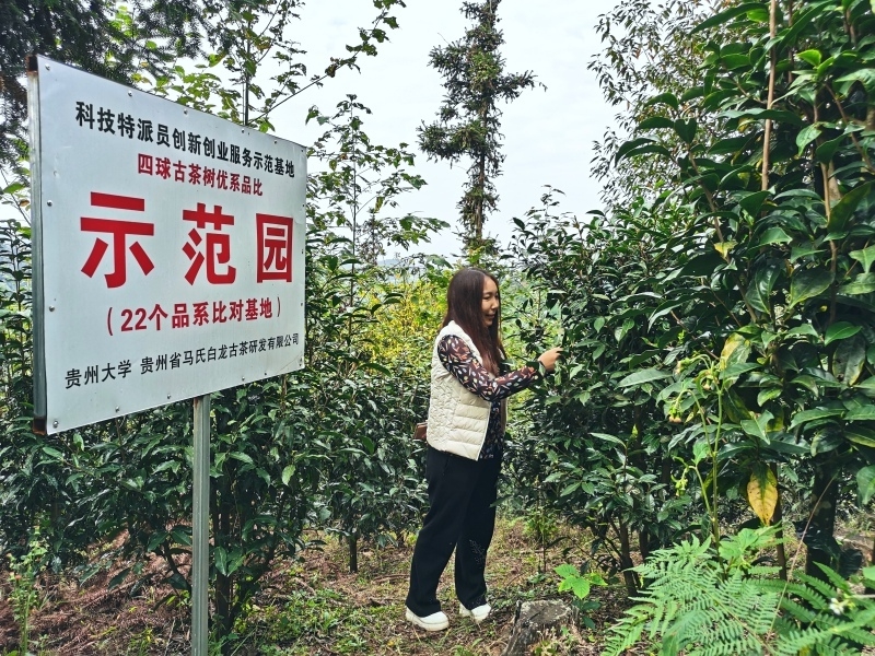 贵州大学牛素贞团队赋能普安茶产业高质量发展。