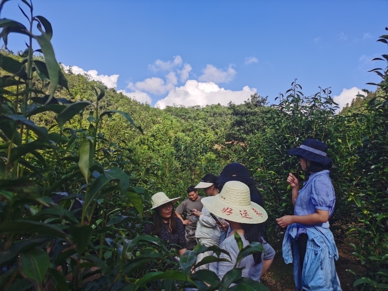 贵州大学牛素贞团队赋能普安茶产业高质量发展。