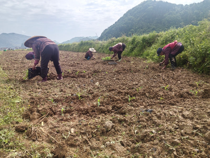 松桃县普觉镇鲜食玉米种植基地，村民们抢季节忙移栽玉米育苗_434.jpg