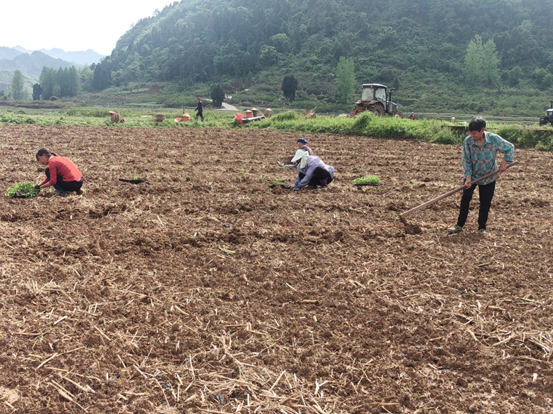 松桃县普觉镇鲜食玉米种植基地，村民们抢季节忙移栽玉米育苗。