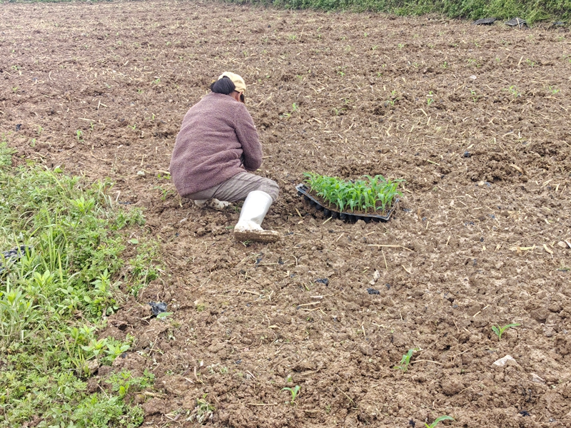 松桃县普觉镇鲜食玉米种植基地，村民们抢季节忙移栽玉米育苗。