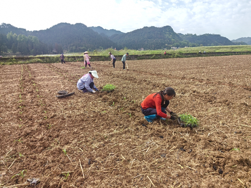 松桃县普觉镇鲜食玉米种植基地，村民们抢季节忙移栽玉米育苗。