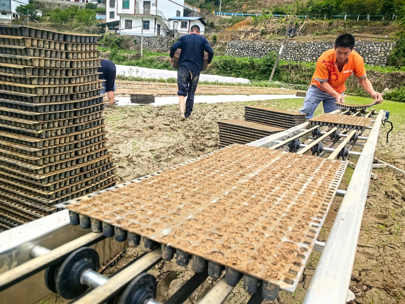 秧盘通过轨道运输到田间.jpg