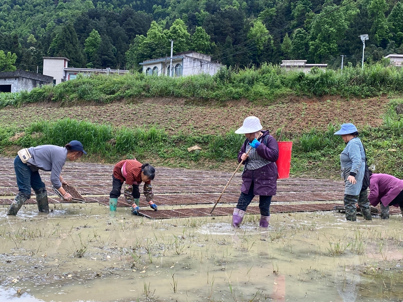 农户们正在摆放育苗盘 金莎 摄 (2).jpg