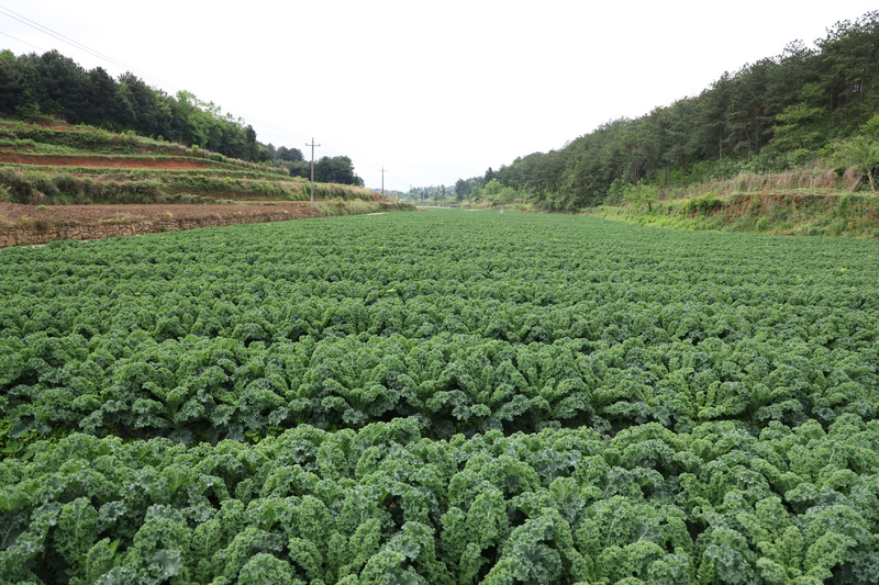 羽衣甘藍基地。付鏡樺攝