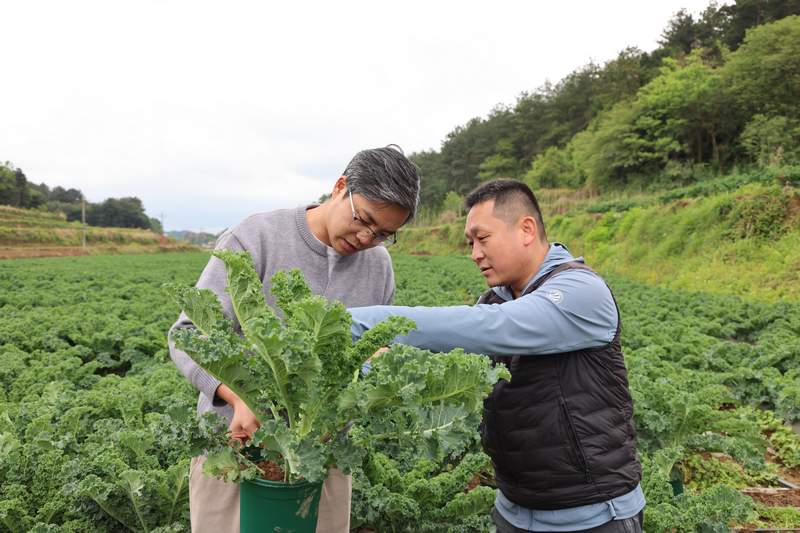 楊威和趙敏剛查看羽衣甘藍具體情況。李雲攝