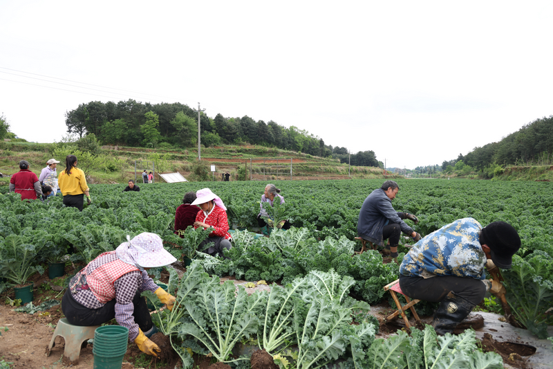 羽衣甘藍種植基地內卻是一派熱火朝天的繁忙景象。付鏡樺攝