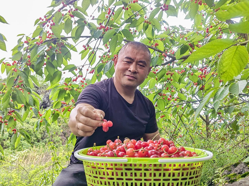石漠荒坡玛瑙红 采摘上市正当时。
