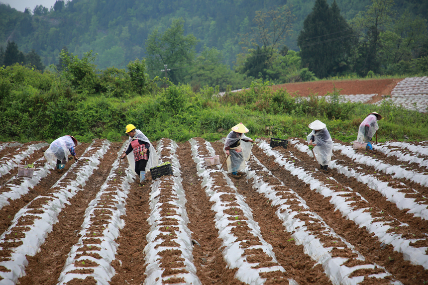 圖為印江自治縣新寨鎮團山村烤煙移栽現場，農技人員深入田間指導煙農進行煙苗規范移栽作業。梅亞軍攝