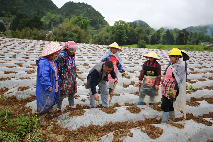 農技人員深入田間指導煙農進行煙苗規范移栽作業。梅亞軍攝