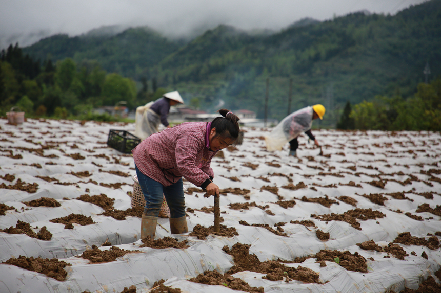農技人員深入田間指導煙農進行煙苗規范移栽作業。梅亞軍攝