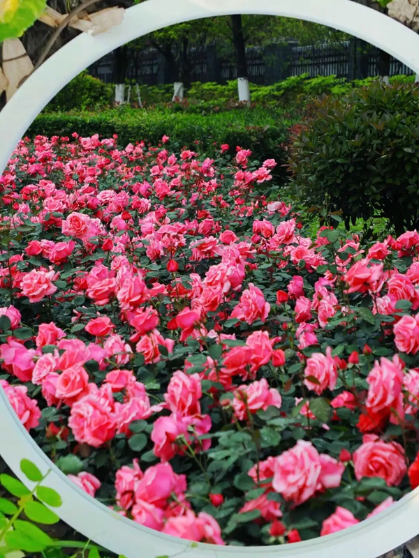 1、 月季花绽放。 陈扬摄.jpg
