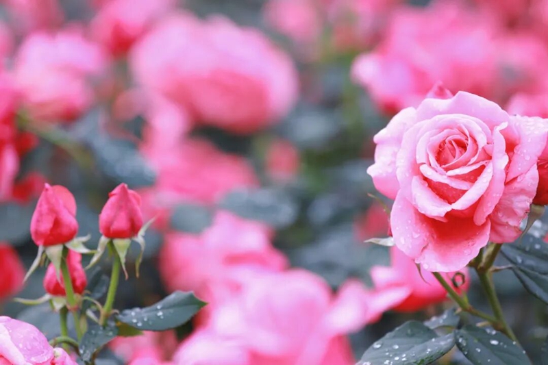 2、 月季花绽放。 陈扬摄.jpg