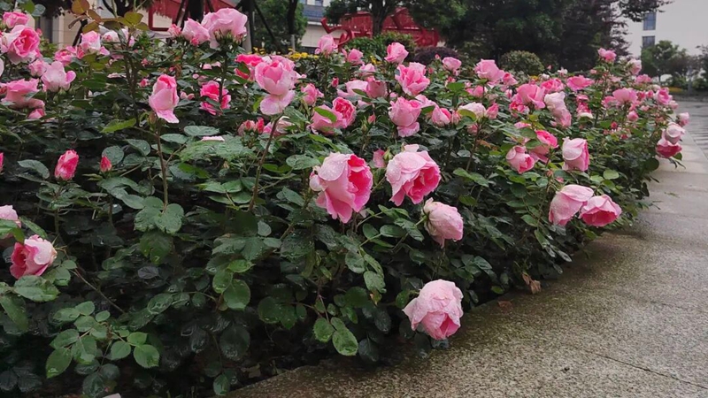 4、 月季花绽放。 陈扬摄.jpg