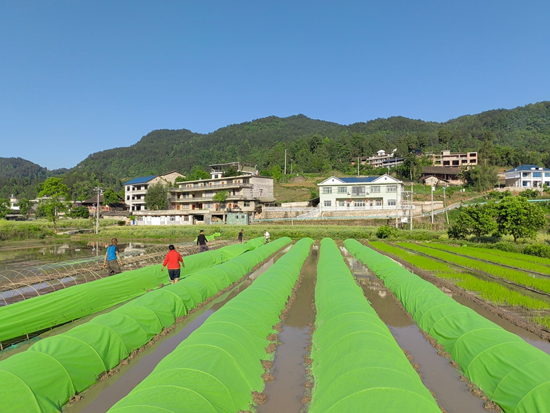 圖為：蓋膜