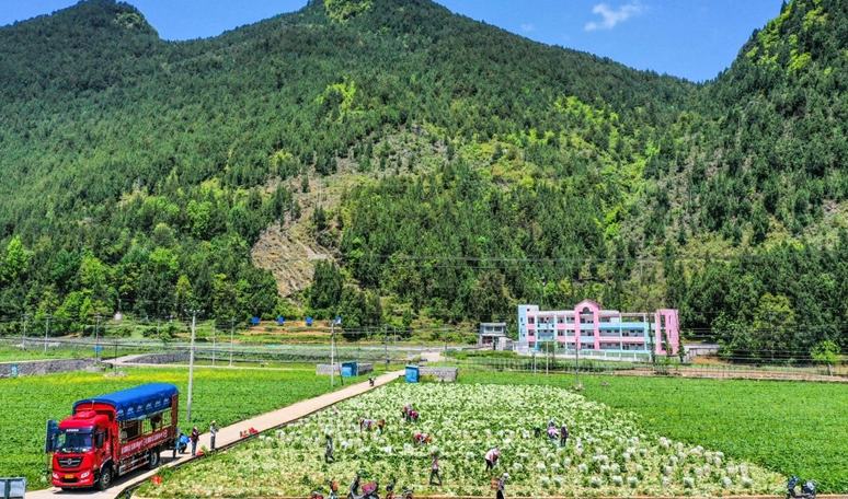 貴州沿河：娃娃菜搶“鮮”上市 村民採收忙