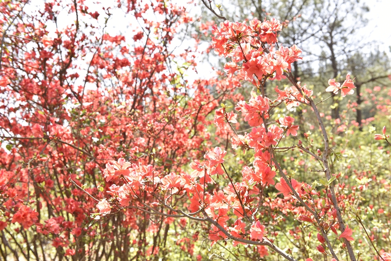 盛开的映山红.JPG
