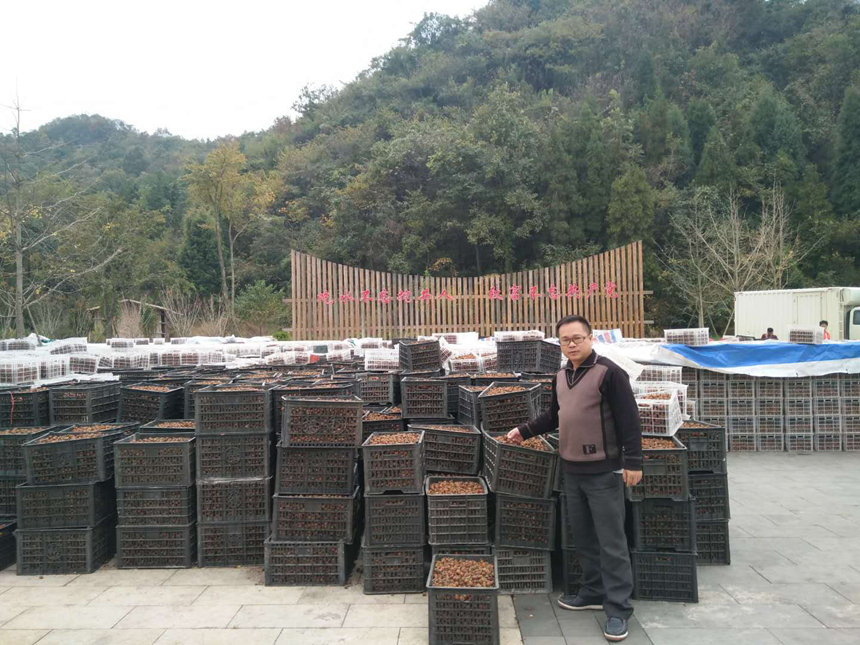 贺红早在检测金刺梨原料。受访者供图
