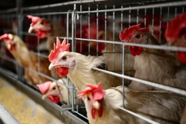 标准化饲养鸡。