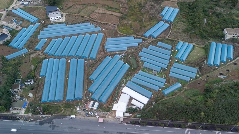 高高生态草莓园基地航拍图。