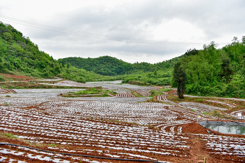 1 坪山村辣椒种植基地 。
