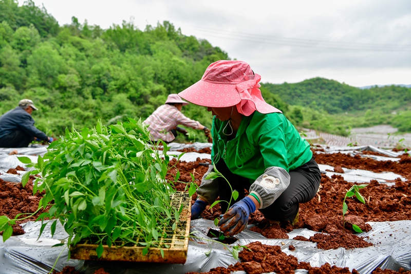 2 村民种植辣椒。