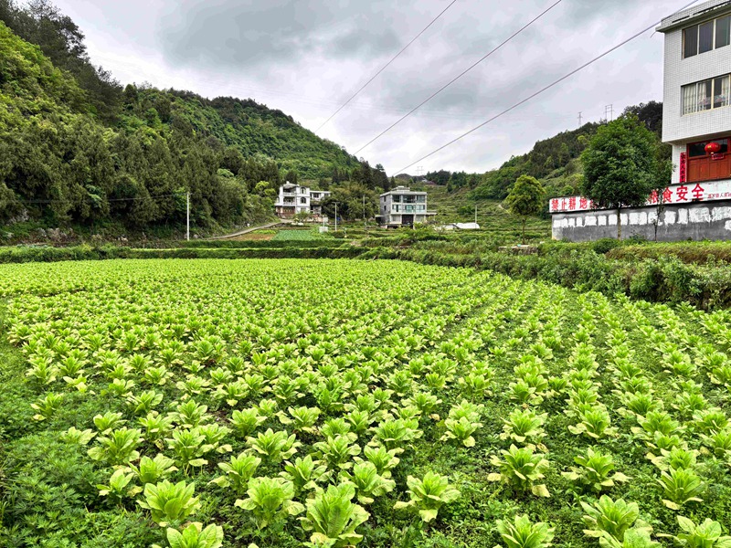 1、习水蔬菜基地绿意盎然，订单农业长势喜人。刁苓沙 摄