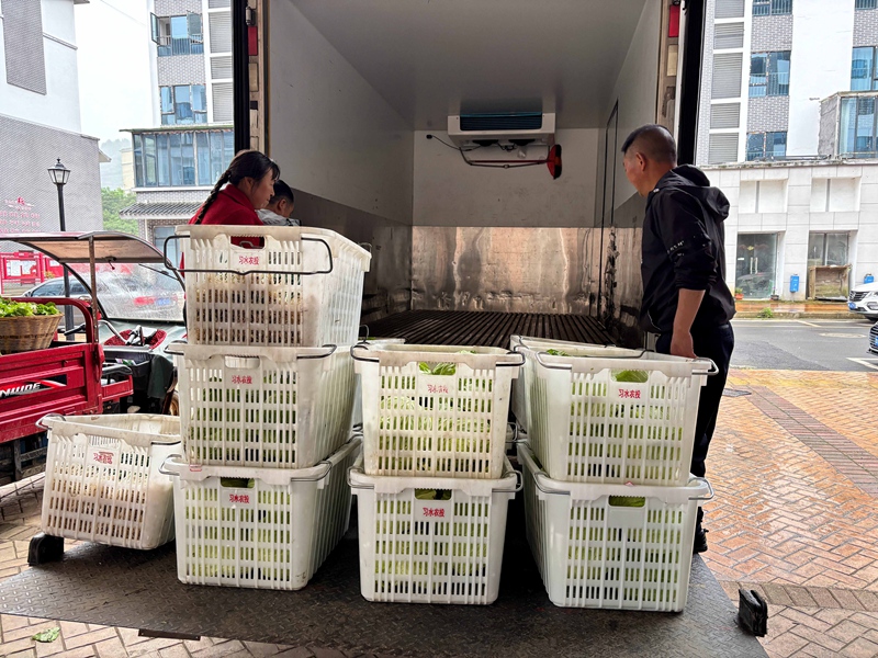 5、习水农投冷链装车，新鲜蔬菜奔赴校园餐桌。刁苓沙 摄