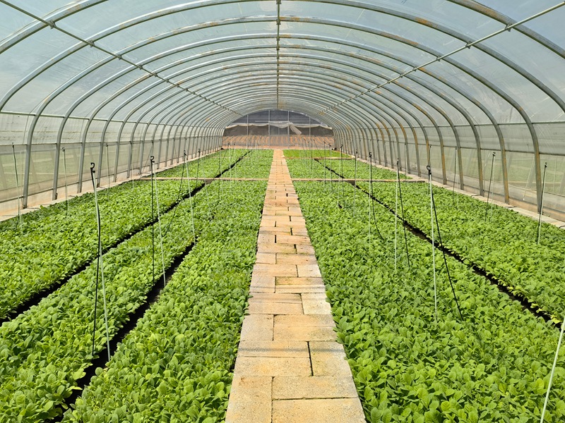 1 湿润托盘育苗。