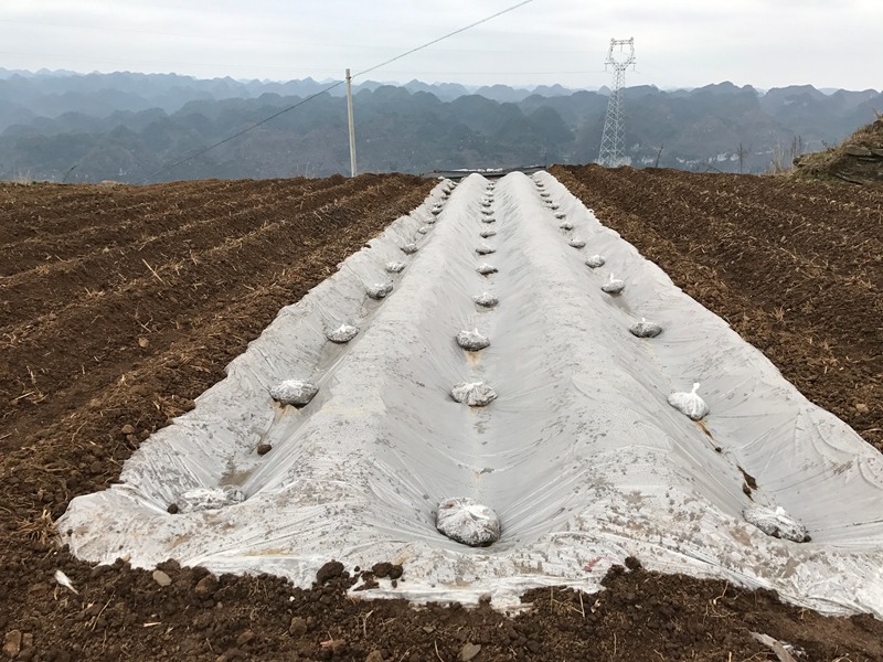 2 利用垄体挖建的简易集雨池。