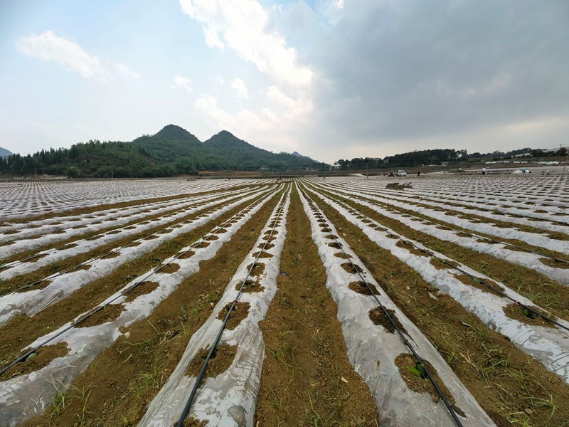 4 钱相街道科技园烤烟种植示范区。