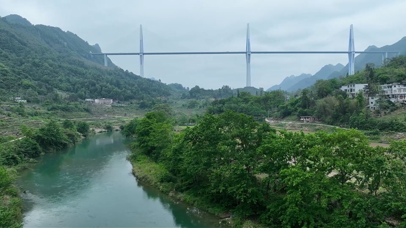 枇杷基地一角。