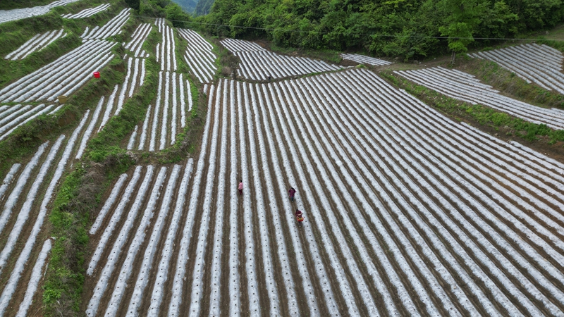 烤烟基地（杨亚旭 摄）.JPG