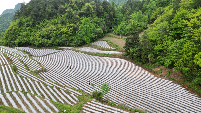 瓮溪烤烟种植基地（杨亚旭 摄）.JPG