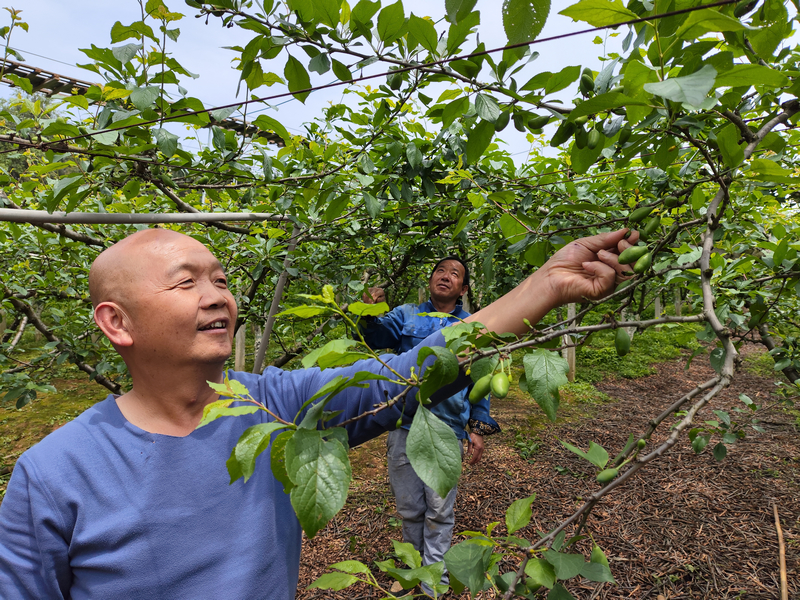 新堡布依族乡马头村村民鲁亚林在为西梅进行疏果管理。鄢永华摄