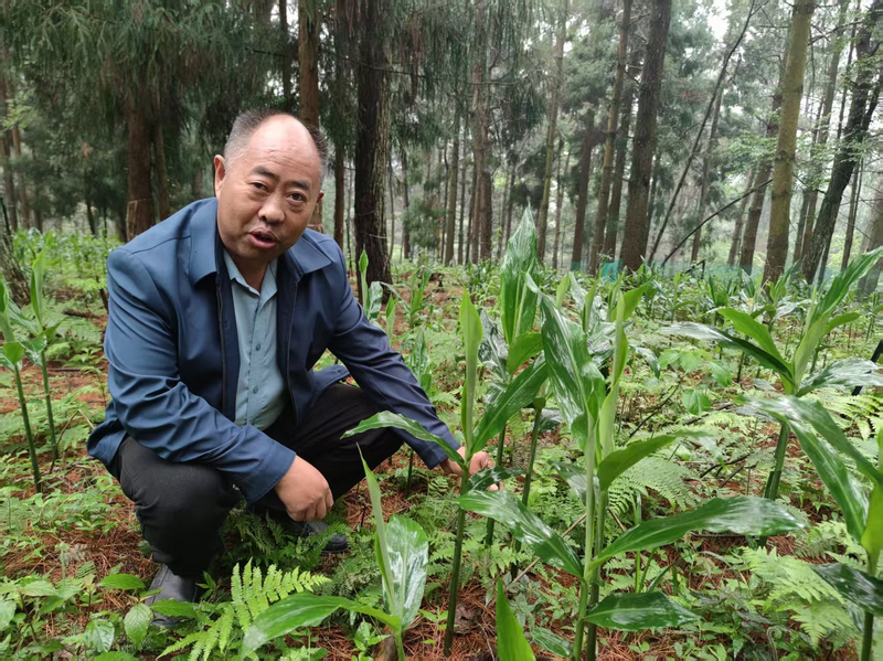 下坝镇新桃村林下药食两用阳荷。鄢永华摄