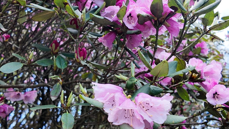 贵州梵净山杜鹃花开。