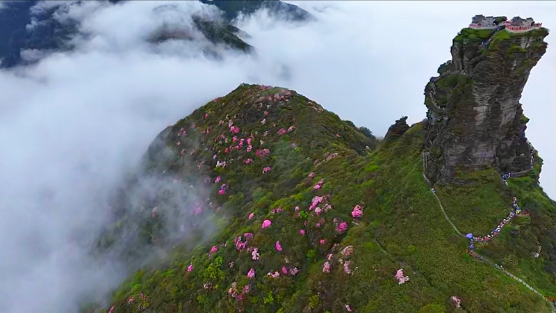 贵州梵净山景区杜鹃花盛开航拍。