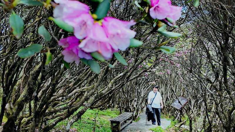 游客在梵净山景区赏杜鹃花。