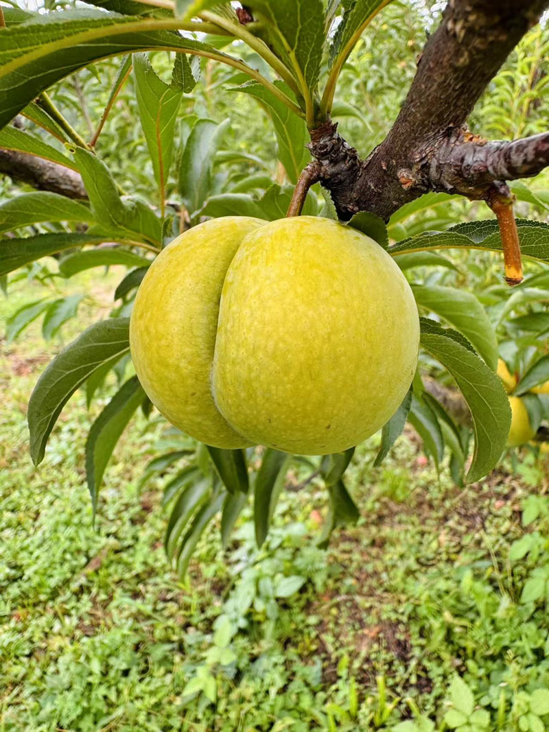 绿俏元园区的蜂糖李。