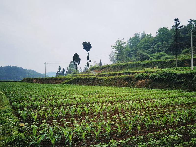 规整的大豆玉米带状复合种植。