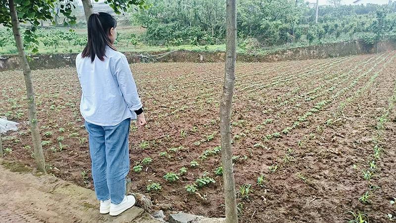 农技人员正在查看种植情况。