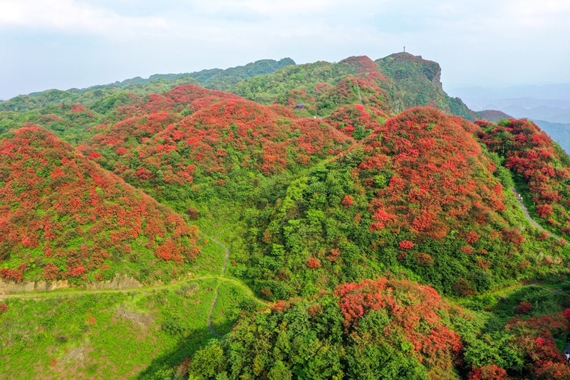 5月1日，贵州省遵义市播州区洪关苗族乡太阳坪景区千亩映山红进入盛花期。