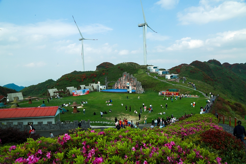 5月1日，游客在贵州省遵义市播州区洪关苗族乡太阳坪景区观赏映山红美景。