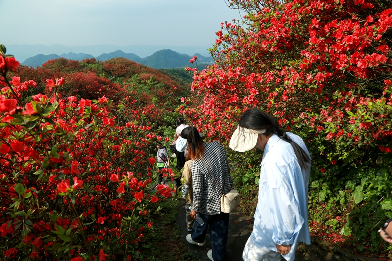 5月1日，游客在贵州省遵义市播州区洪关苗族乡太阳坪景区观赏映山红美景。