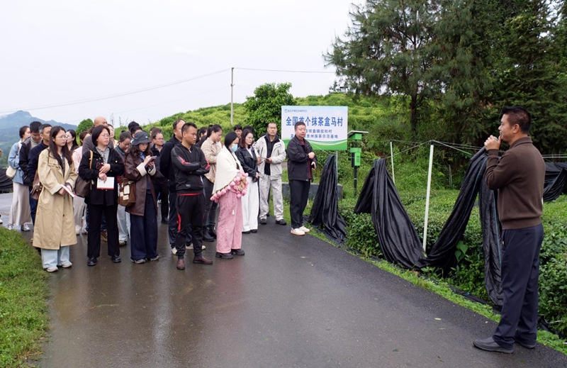 青年赋能抹茶产业 (1).jpg